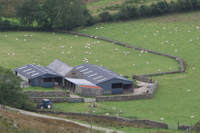 Farming - cattle/sheep